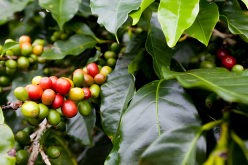 Bí quyết chăm sóc cây cà phê đầu mùa mưa: Kinh nghiệm thực tế từ vùng đất Tây Nguyên
