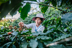 Cách chăm sóc cây cà phê và bón phân mùa khô niên vụ 2023-2024: Tiết kiệm và hiệu quả
