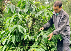 Giá cà phê nhân Đắk Lắk hôm nay tăng cao, để cây cà phê đóng chùm tốt, nông dân cần phải làm gì?