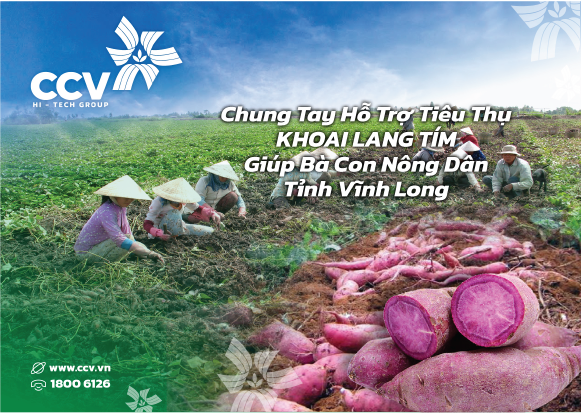 Chung tay hỗ trợ tiêu thụ khoai lang tím giúp bà con nông dân tại tỉnh Vĩnh Long